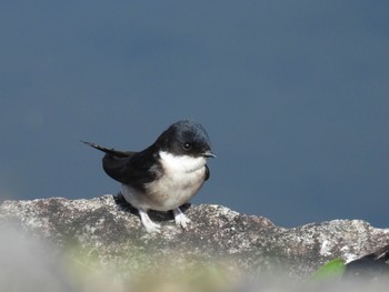 Asian House Martin 岐阜市 Tue, 4/2/2024