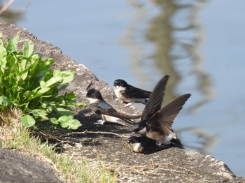 Asian House Martin 岐阜市 Tue, 4/2/2024