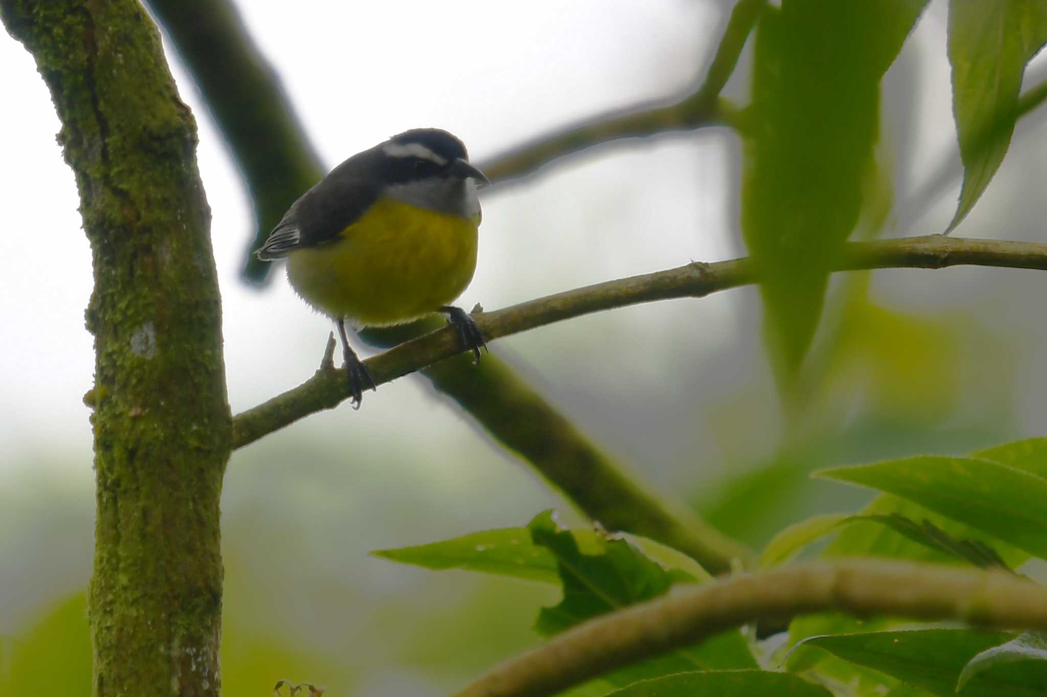 Photo of Bananaquit at コスタリカ by でみこ