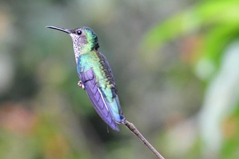 Mexican Violetear コスタリカ Thu, 2/8/2024