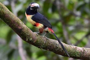 Collared Aracari コスタリカ Fri, 2/9/2024