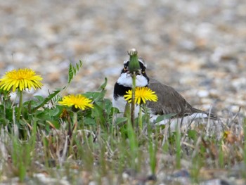 Sun, 3/31/2024 Birding report at 平城宮跡