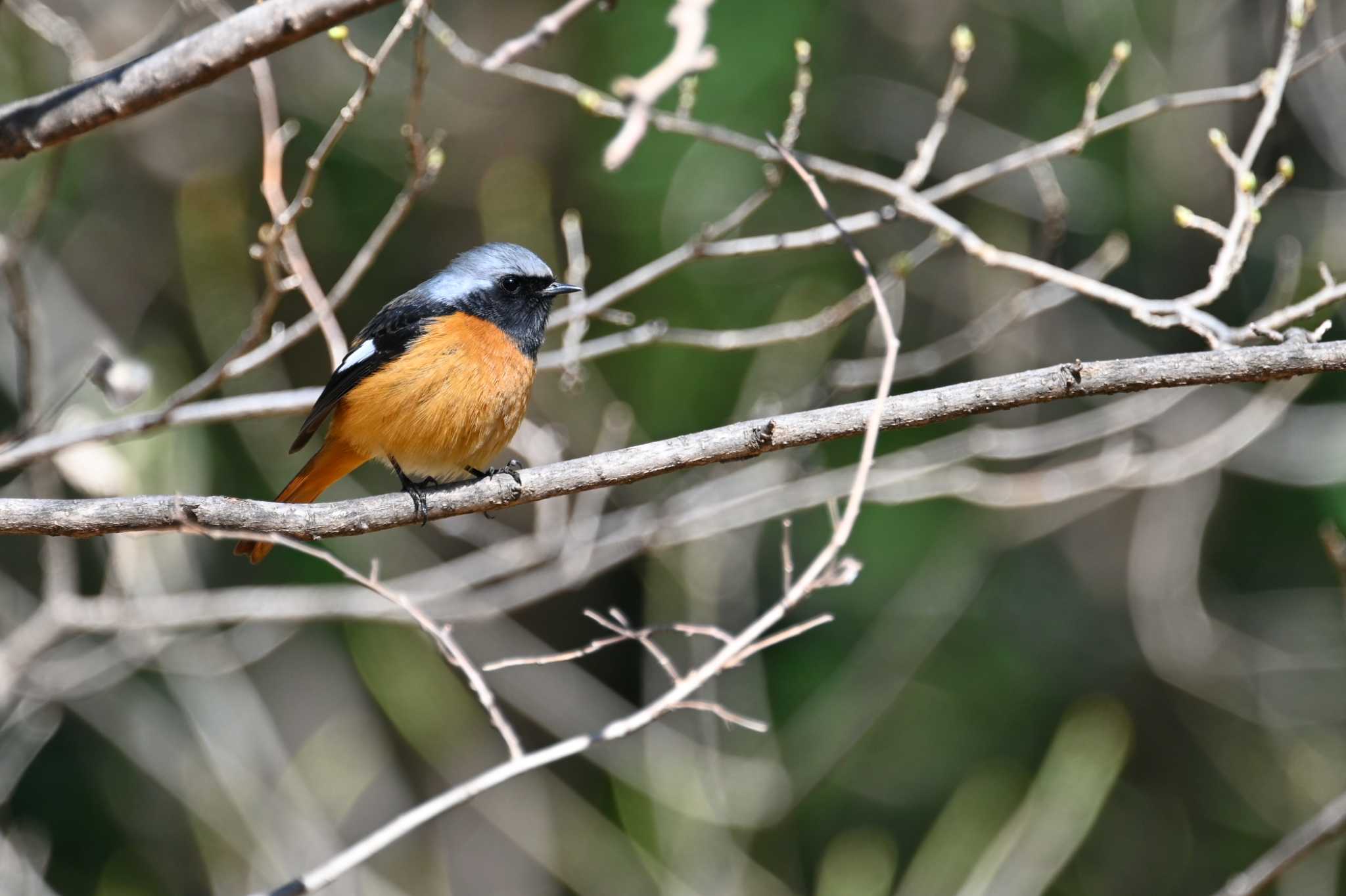 Photo of Daurian Redstart at Shinjuku Gyoen National Garden by y-kuni