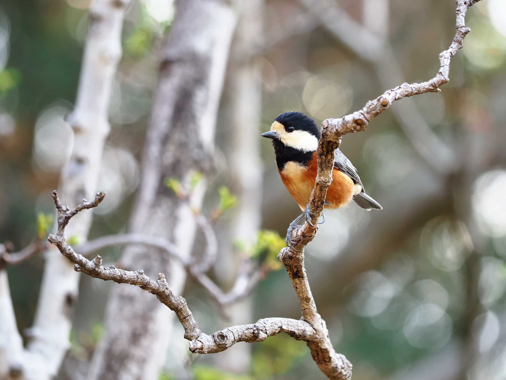 Photo of Varied Tit at  by y-kuni