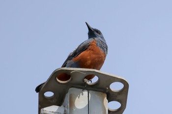 Blue Rock Thrush 東海市 Tue, 4/2/2024