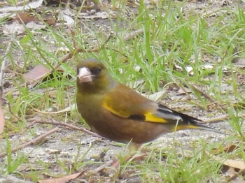 Grey-capped Greenfinch 千里中央公園(大阪府豊中市) Sun, 3/31/2024