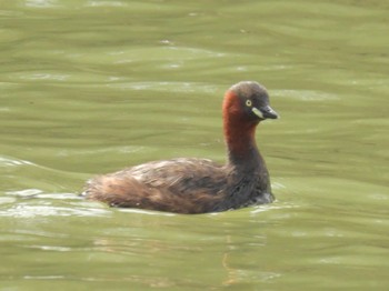 Little Grebe 千里南公園 Sun, 3/31/2024