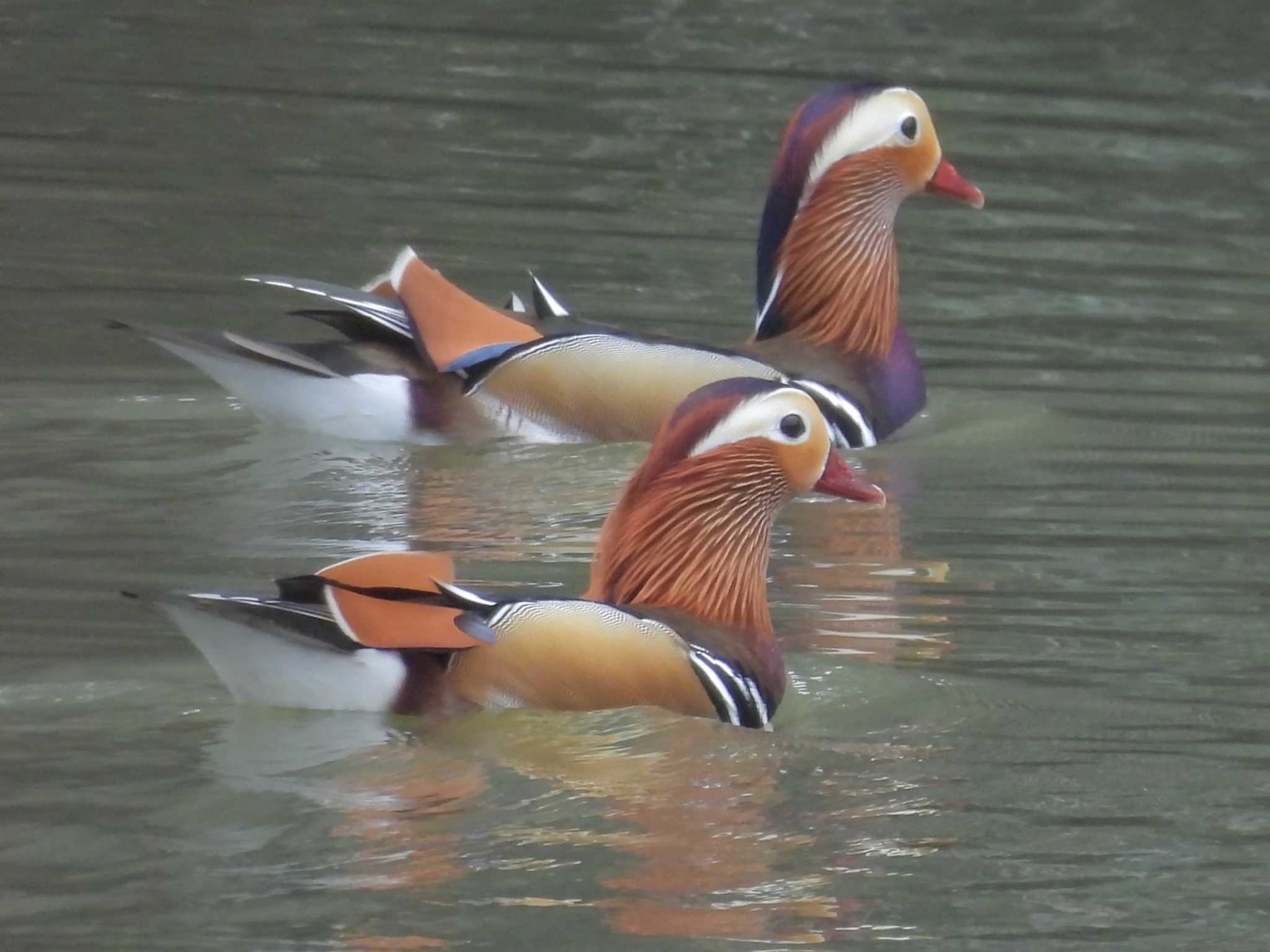 Photo of Mandarin Duck at 千里中央公園(大阪府豊中市) by ゆりかもめ