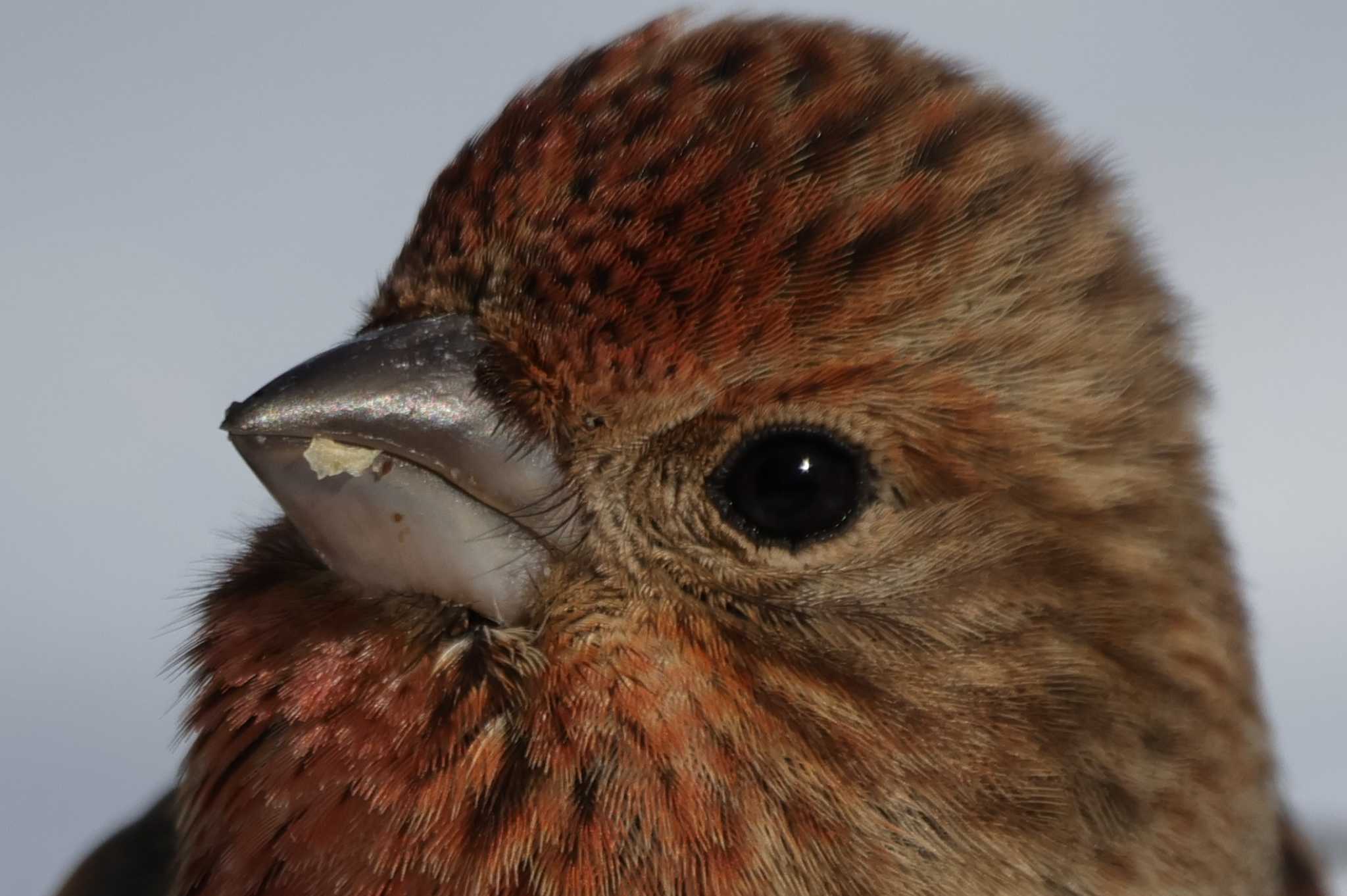 Pallas's Rosefinch