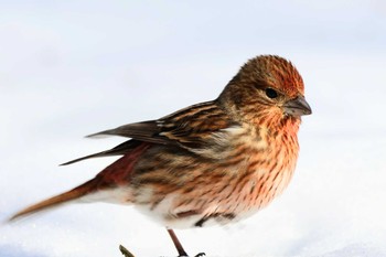 Pallas's Rosefinch Saitama Prefecture Forest Park Thu, 3/7/2024