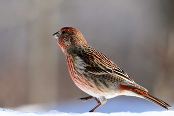 Pallas's Rosefinch Saitama Prefecture Forest Park Thu, 3/7/2024