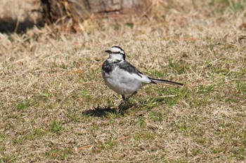 ハクセキレイ 明石公園 2024年3月3日(日)