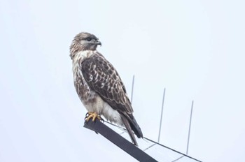 Eastern Buzzard 長野県 Sat, 3/23/2024