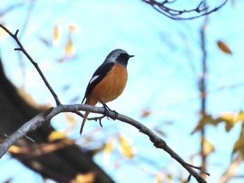 ジョウビタキ 野川 2018年12月20日(木)