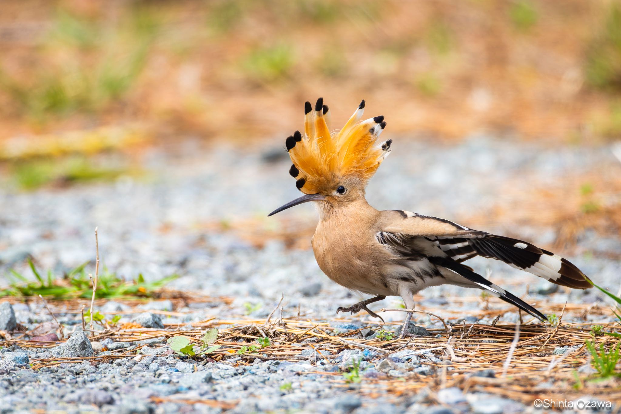 Photo of Eurasian Hoopoe at 日本 by SNT