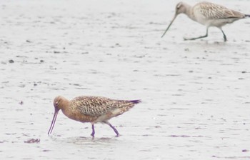 Bar-tailed Godwit Daijugarami Higashiyoka Coast Tue, 4/2/2024