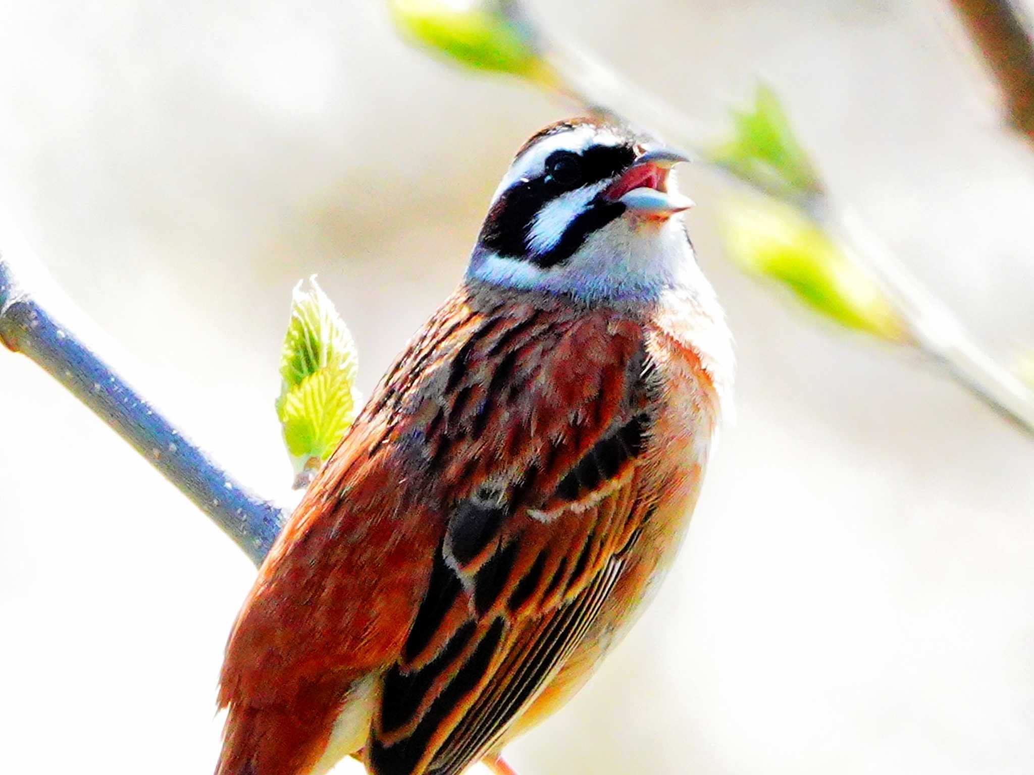 Photo of Meadow Bunting at 稲佐山公園 by M Yama