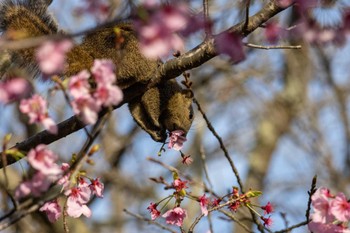 Unknown Species 江ノ島 Sat, 3/30/2024