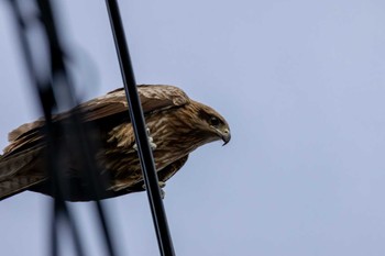 Black Kite 江ノ島 Sat, 3/30/2024