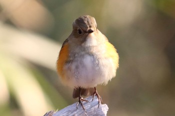 ルリビタキ 小石川植物園 2024年3月3日(日)