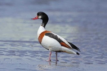 ツクシガモ ふなばし三番瀬海浜公園 2024年4月2日(火)