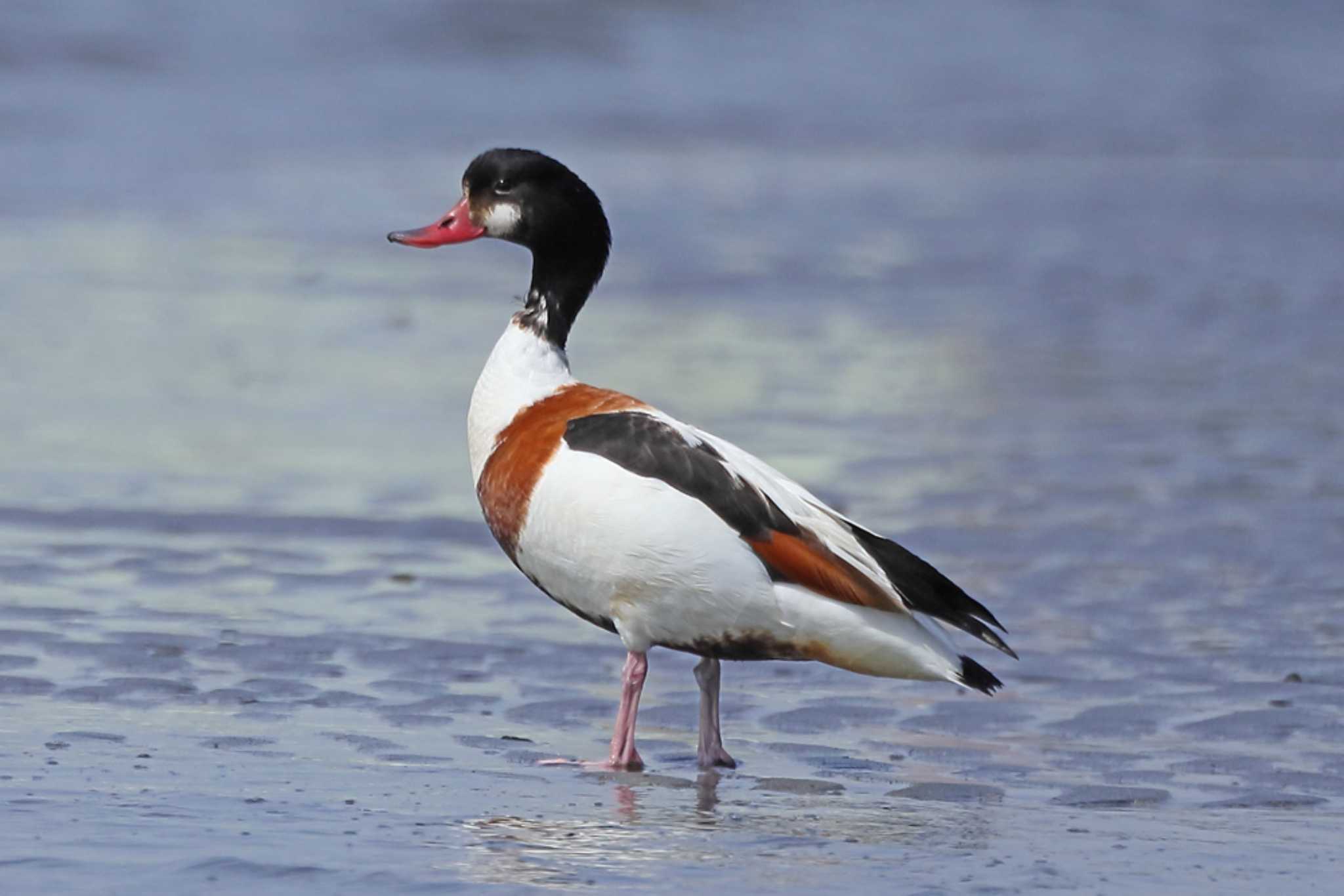 Common Shelduck