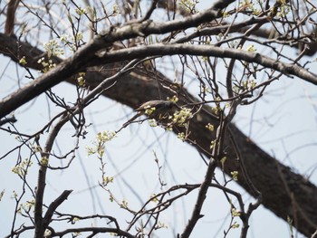 Brown-eared Bulbul Shinjuku Gyoen National Garden Tue, 4/2/2024