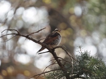 Dusky Thrush Shinjuku Gyoen National Garden Tue, 4/2/2024