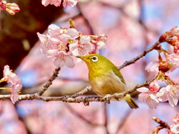 Warbling White-eye 庚申山総合公園 Mon, 3/4/2024