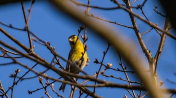 Eurasian Siskin 大津市 Tue, 4/2/2024