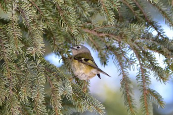 Unknown Species 札幌モエレ沼公園 Tue, 4/2/2024