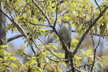 Japanese Bush Warbler 横浜市 Tue, 4/2/2024