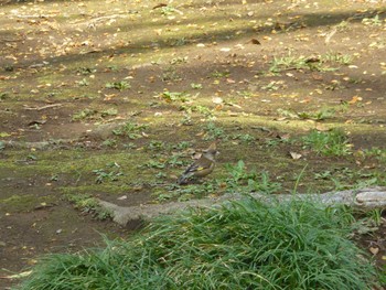 Grey-capped Greenfinch Satomi Park Tue, 4/2/2024