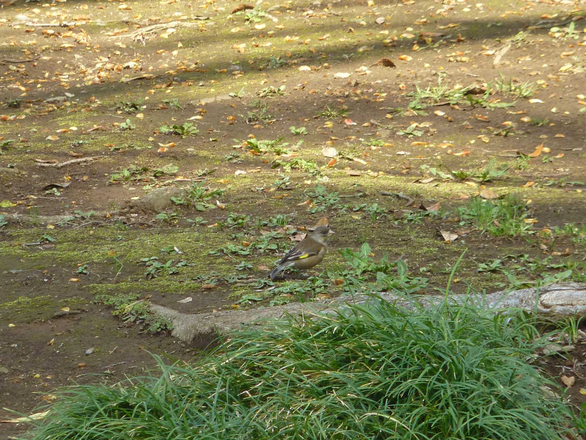 Grey-capped Greenfinch