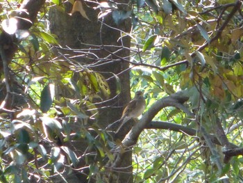 シロハラ 里見公園 2024年4月2日(火)