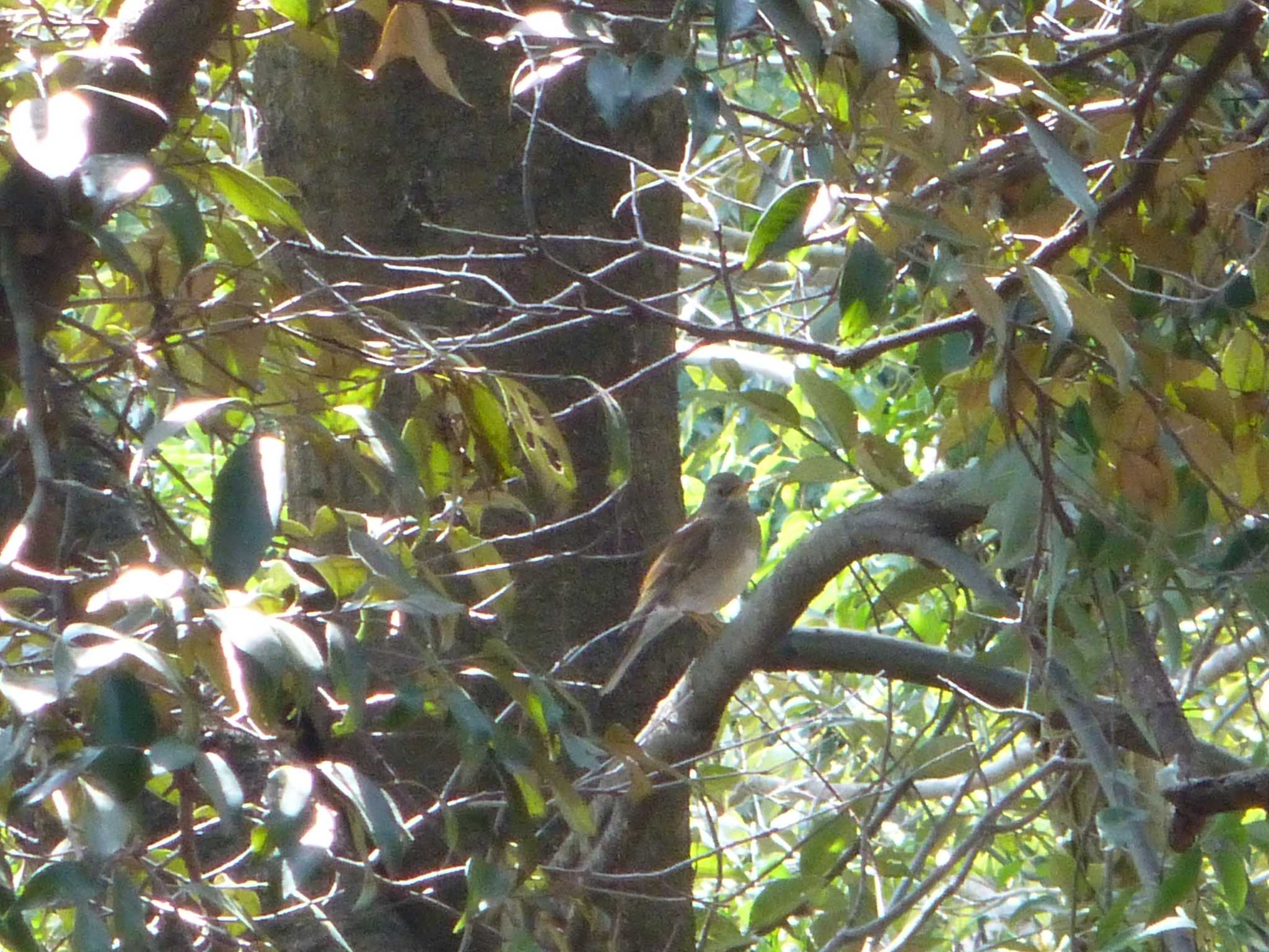 Pale Thrush