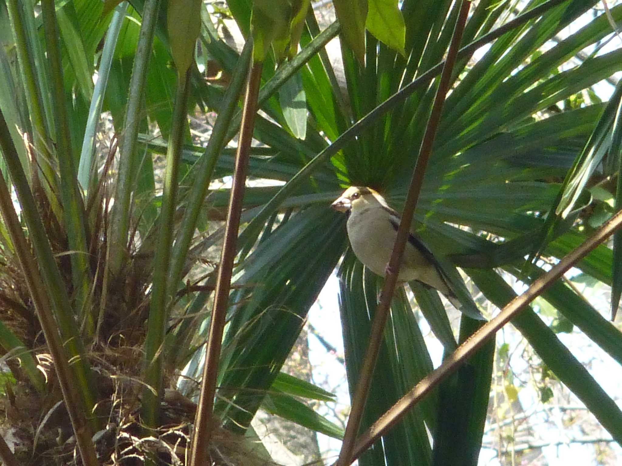 Hawfinch