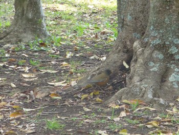 Brown-headed Thrush(orii) Satomi Park Tue, 4/2/2024