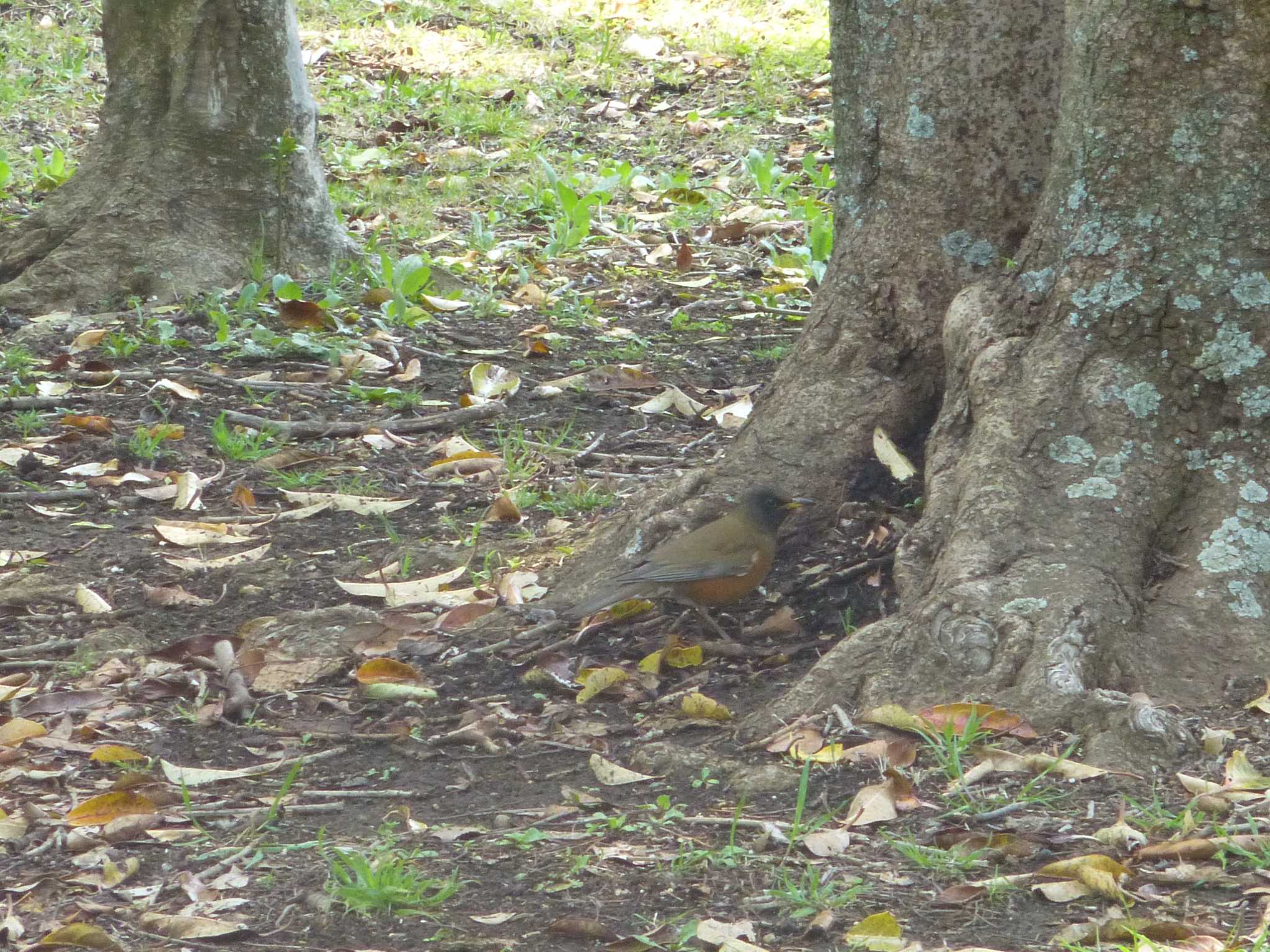 Brown-headed Thrush(orii)