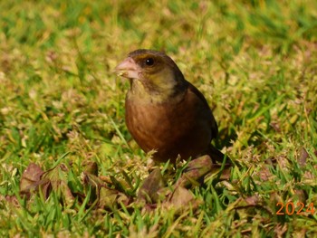 カワラヒワ 葛西臨海公園 2024年4月2日(火)