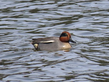 Eurasian Teal 平筒沼(宮城県登米市) Thu, 3/28/2024