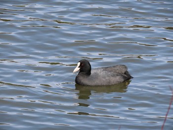 Eurasian Coot 平筒沼(宮城県登米市) Thu, 3/28/2024