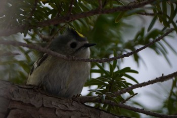 Goldcrest Unknown Spots Sat, 3/30/2024