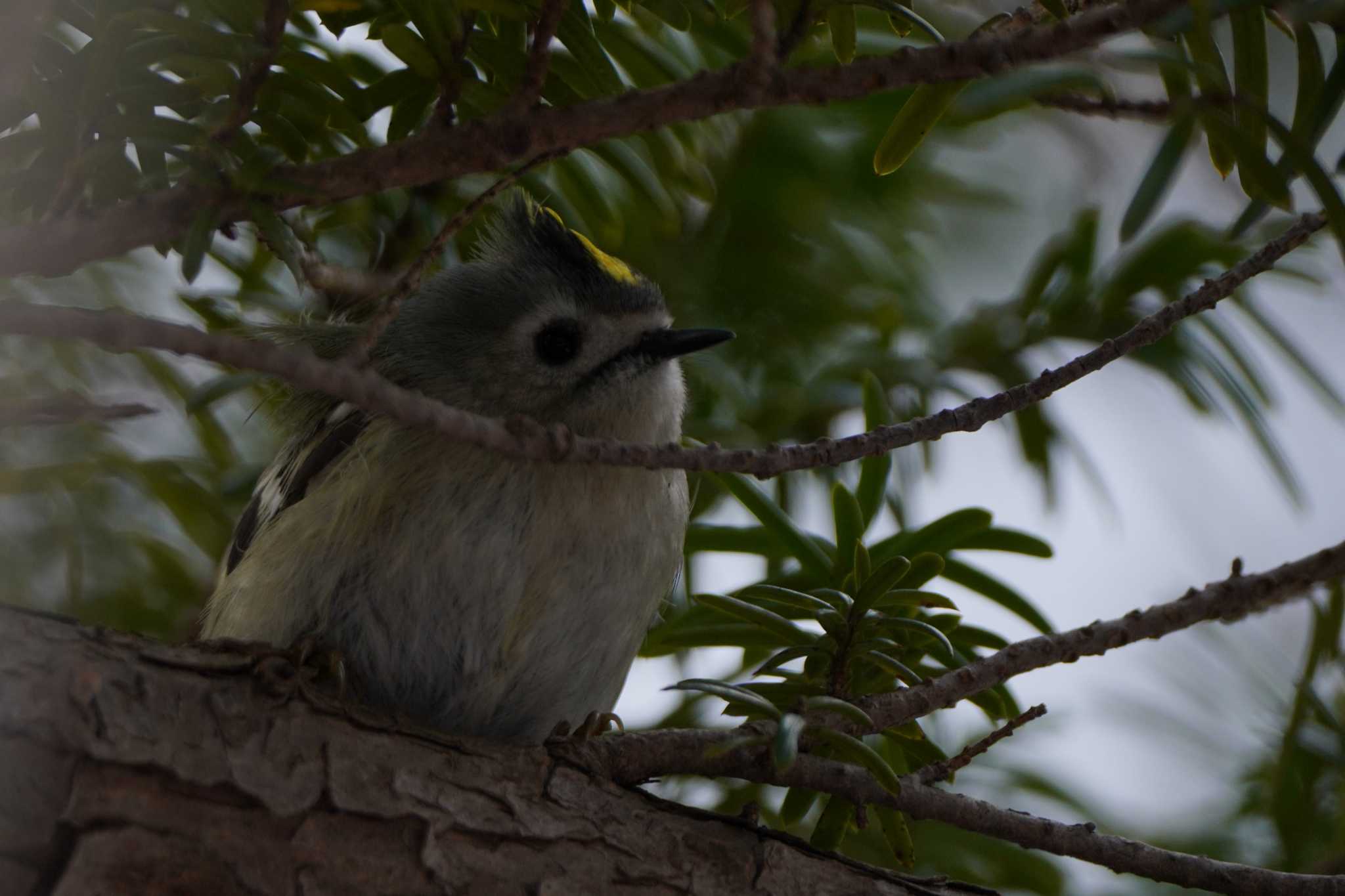 Photo of Goldcrest at  by ace