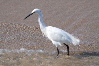 Little Egret 大北川河口 Tue, 4/2/2024