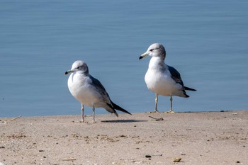 Black-tailed Gull 大北川河口 Tue, 4/2/2024