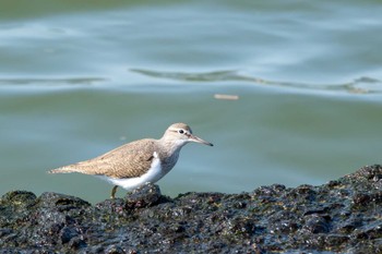 2024年4月2日(火) 大北川河口の野鳥観察記録