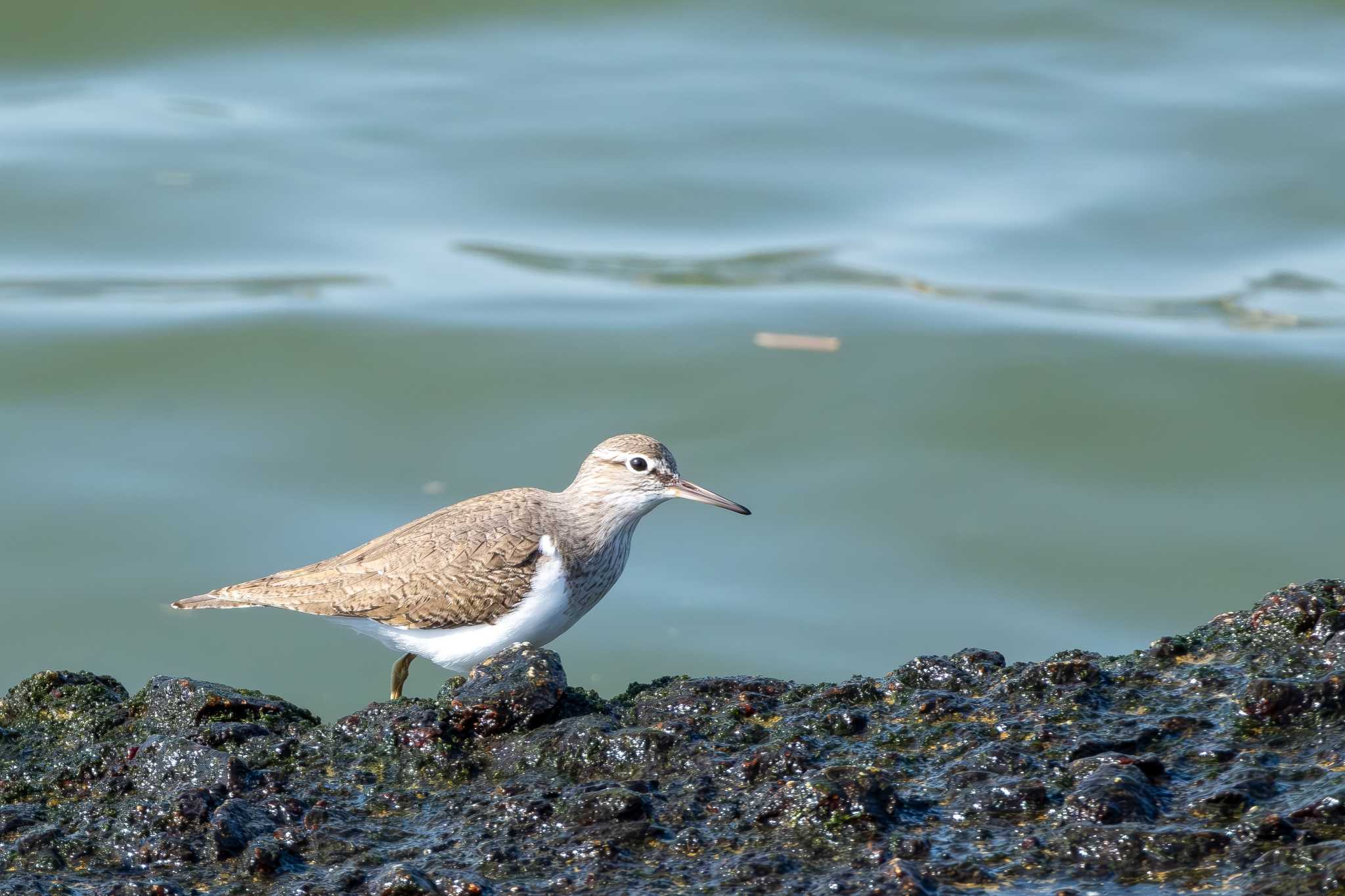 Photo of Common Sandpiper at 大北川河口 by MNB EBSW