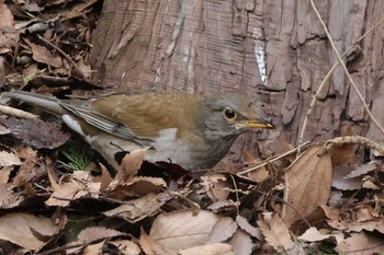 シロハラ 近所の公園 2024年3月19日(火)