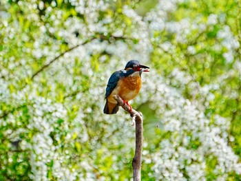 Common Kingfisher 柏市水生水辺公園 Mon, 4/1/2024